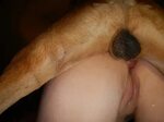 Dog knot human 👉 👌 Xbooru - beastiality cum drip cum string 